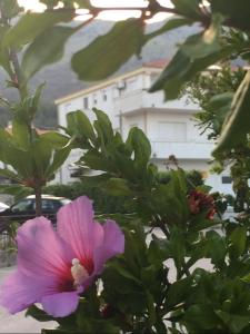 a pink flower on a tree with a building in the background at Apartments with a parking space Podstrana, Split - 16032 in Podstrana