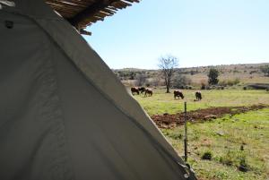 a group of horses in a field behind a tent at Grotto to Gravel in Magaliesburg