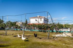 a group of chickens walking around in a field at Reel Paradise Villa, Cyprus in Larnaca