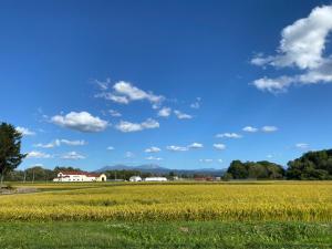 pole rzepaku żółtego pod niebieskim niebem w obiekcie 東神楽大学ゲストハウス w mieście Higashikagura