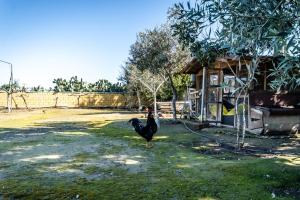 a turkey standing in the grass next to a building at Reel Paradise Villa, Cyprus in Larnaca