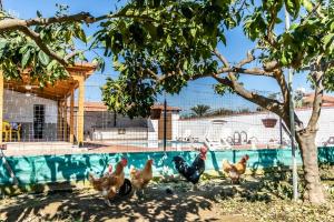 a group of chickens standing next to a swimming pool at Reel Paradise Villa, Cyprus in Larnaca