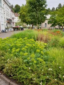 un jardin avec de l'herbe et des fleurs dans une ville dans l'établissement Studio an der Therme, à Baden-Baden