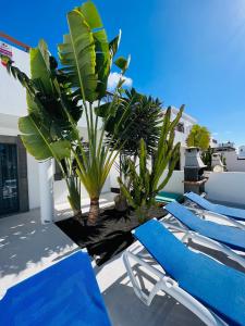 2 sedie a sdraio blu e piante su un patio di Villa Jasmine a Playa Blanca