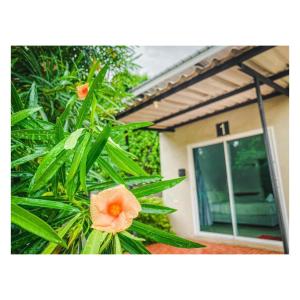 uma planta com uma flor em frente a uma casa em พักดีรีสอร์ท 2 em Nakhon Ratchasima