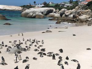 a bunch of penguins standing on a beach at Cape Nomads in Muizenberg