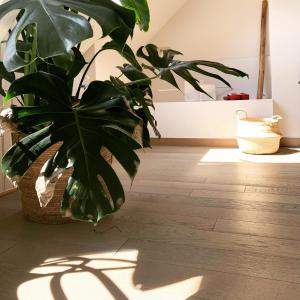 a plant sitting on the floor in a room at Maison d'Artiste in Ghent