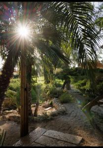 una palmera con el sol brillando a través de ella en Tenuta Negroamaro en Gallipoli