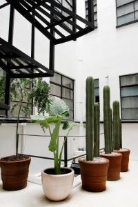 un grupo de plantas de cactus en macetas en un patio en FABULOSO APARTAMENTO 2BR / 2B POLANCO 403, en Ciudad de México