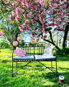 a bench sitting in the grass under a tree with pink flowers at Feriengut Neuhof in Fehmarn