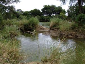 a body of water with some grass and trees at Mkolo Hunting and Wildlife 