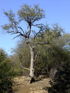 uma árvore no meio de uma estrada de terra em Mkolo Hunting and Wildlife 