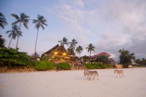 dois cães a passear na praia perto de um resort em Villa Kiva Boutique Hotel em Matemwe