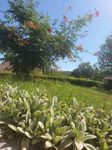 Gallery image of House Draga Plitvice in Plitvička Jezera