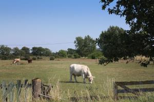 Altri animali domestici presso l'affittacamere o nei dintorni