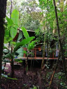 une cabine verte dans les bois plantés d'arbres dans l'établissement Tree houses Bosque Nuboso Monteverde, à Monteverde Costa Rica