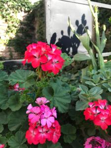 a group of red flowers in a garden at Santa Rosa in Cordoba