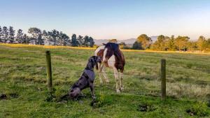 um cão a olhar para um cavalo atrás de uma cerca em Fernhill Guest Farm em Knysna