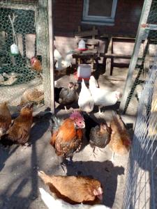 a group of chickens in a chicken coop at Urlaub auf dem Ferienhof in Berumbur