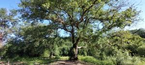 Un paisaje natural cerca of the country house