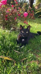 um gato preto está sentado na relva em Casa dos avós em Canas de Senhorim