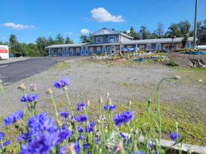 a field of purple flowers in front of a building at Norvic Motel in Coniston