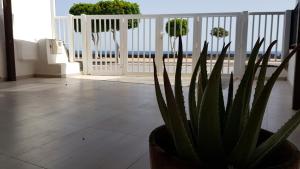 a plant in a pot on a porch with a white fence at Azul in Puerto del Carmen