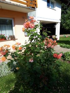 a bush of flowers in front of a house at Apartments with a parking space Lipovaca, Plitvice - 17657 in Rakovica