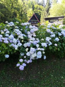 grupa niebieskich kwiatów w ogrodzie w obiekcie Holiday house with a parking space Gusti Laz, Gorski kotar - 17993 w mieście Delnice