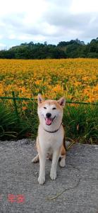 Gæludýr sem dvelur með gesti á Mi Xiang Homestay