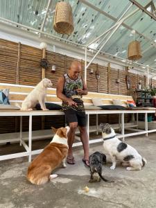 Domácí mazlíčci ubytovaní s hosty v ubytování Everrich Boutique Resort Boracay