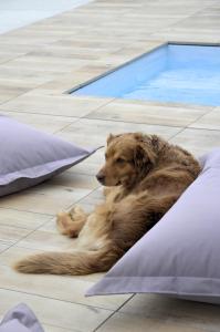 Ospiti di Hotel Karel IV. con animali domestici