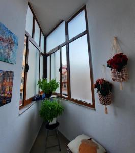 a room with three windows with plants in them at Vila Lordev Apartment in Korçë