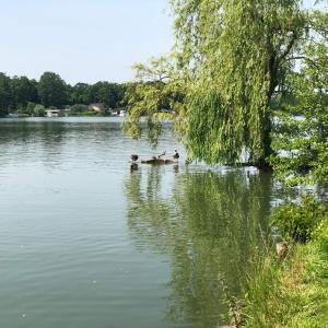un gruppo di anatre che nuotano in un lago di Ferienwohnung mit Wasserzugang a Lychen
