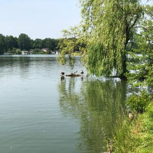 a group of ducks swimming in a lake at Ferienwohnung mit Wasserzugang in Lychen