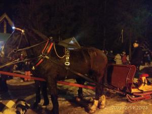 un caballo marrón tirando de un trineo en Czarna Jagoda, en Czarna Góra