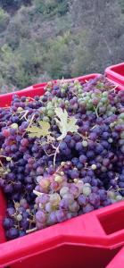 a bunch of purple and green grapes in red baskets at Agriturismo Vecchio Frantoio in Villatella