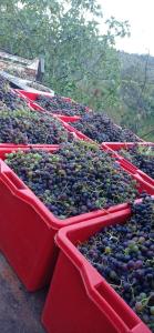 a bunch of red plastic bins full of grapes at Agriturismo Vecchio Frantoio in Villatella