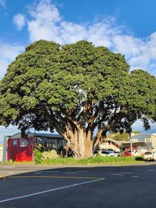 duże drzewo na poboczu drogi w obiekcie Landmark Manor w mieście New Plymouth