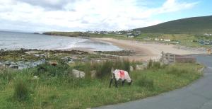 a goat standing on the side of a road next to a beach at Ground Floor Slievemore Apartment in Bellanasally