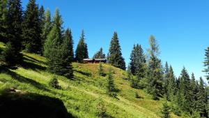 a house on top of a grassy hill with trees at Vorderkaseralm in Sankt Johann im Pongau