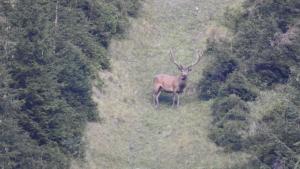 a deer standing in the middle of a field at Vorderkaseralm in Sankt Johann im Pongau