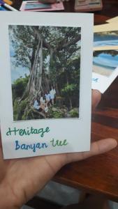 a person holding up a picture of a banyon tree at GIA THÀNH HOMESTAY in Hoi An