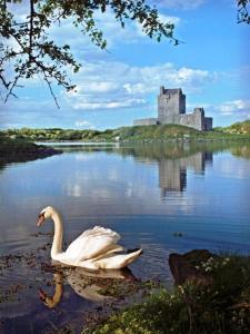 
a white swan standing on top of a lake next to a body of at Kinvara Guesthouse in Kinvara
