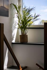 een plant die op een vensterbank naast een trap zit bij Appartement de Hoge Stoep in Hollum