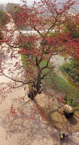 Un árbol con flores rojas en un pantano en Tam Coc Horizon Bungalow, en Ninh Binh