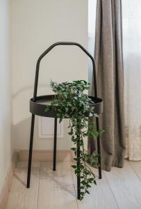 a plant sitting on a black chair next to a window at Rozenstein design apartment in Brocēni