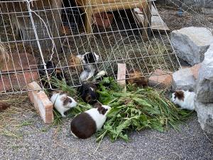 a group of cats laying in the grass in a cage at A la Maladière in Neuchâtel