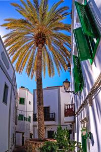 een palmboom in het midden van een straat bij The Palm House in Puerto de Mogán