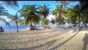 un grupo de palmeras en una playa de arena en Arridub Island-Iguana, en Playón Chico